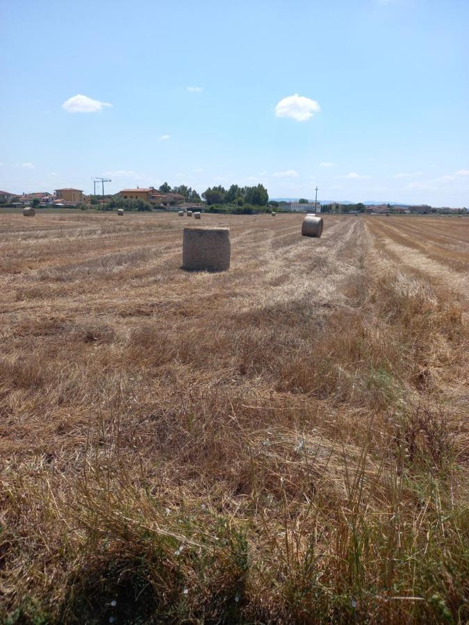 La Quiete Tra Le Vigne Tuscany Collesalvetti Exterior photo
