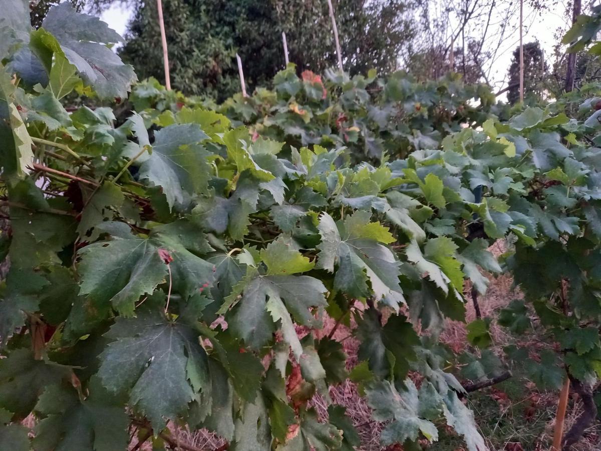 La Quiete Tra Le Vigne Tuscany Collesalvetti Exterior photo